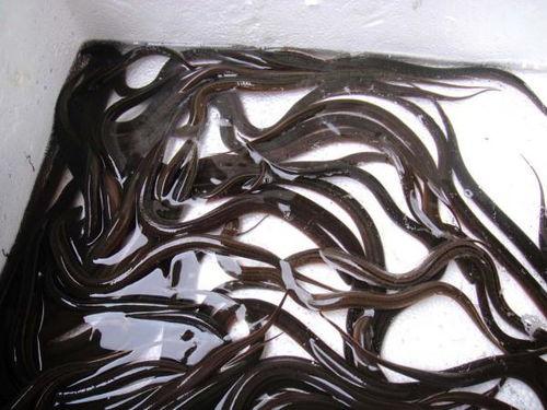 鳝鱼的养殖技术视频,从入门到精通