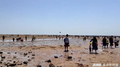 海边赶海的视频,赶海人的欢乐时光