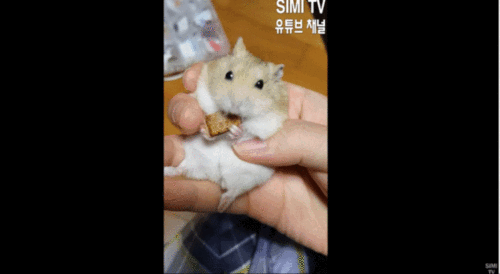 仓鼠豪宅视频,揭秘萌宠的奢华生活