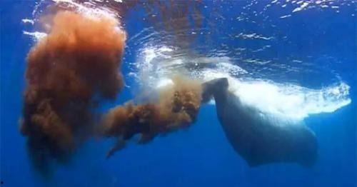 蓝鲸电话视频搞笑,视频搞笑，笑出腹肌的通话瞬间