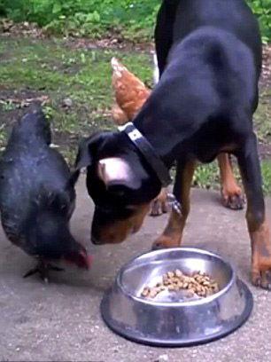 狗抢食视频,萌宠间的欢乐瞬间