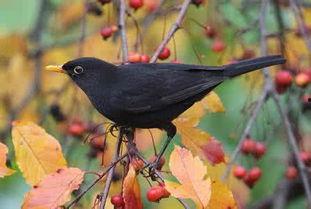 乌鸫大叫视频,揭秘鸟类歌唱之谜