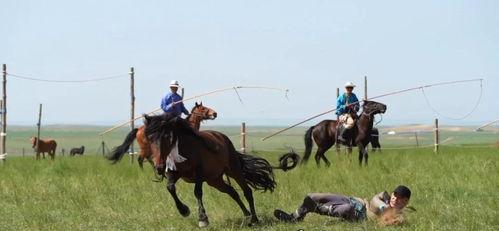 套马视频,揭秘马术运动的魅力与技巧