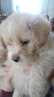 公狗母狗交配视频,公母互动的温馨瞬间